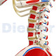 Human Skeleton 11